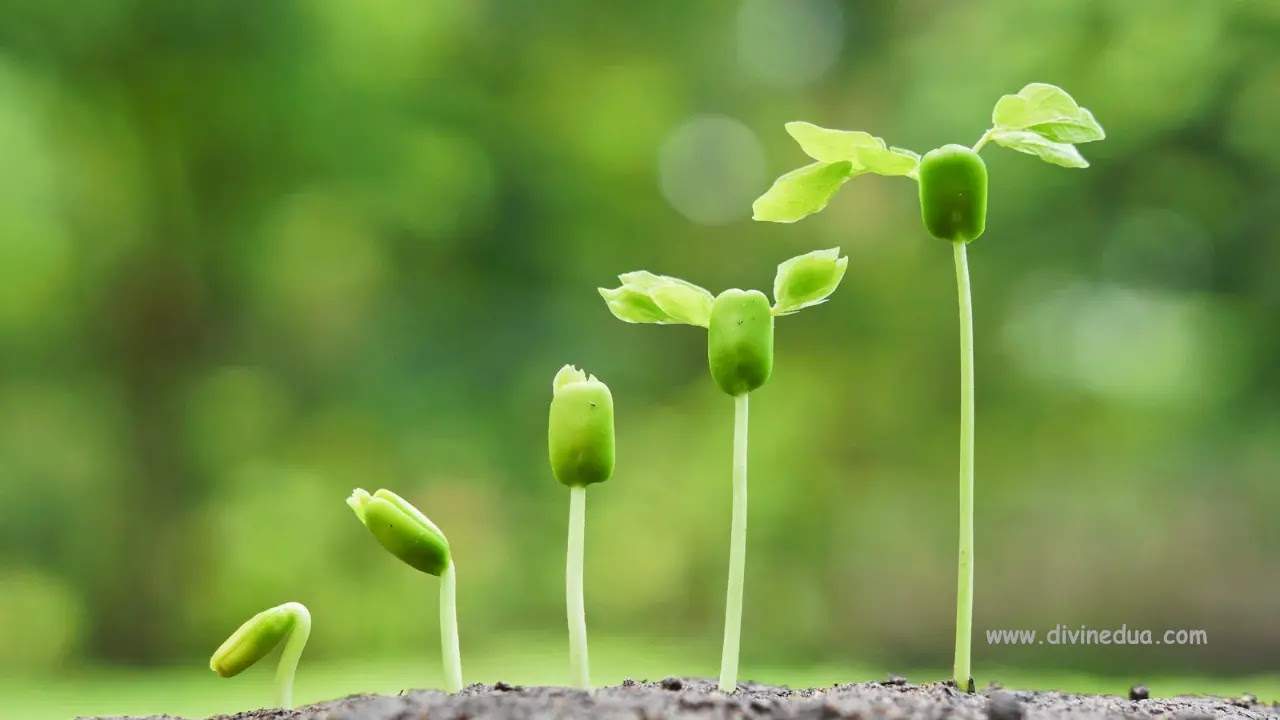 An image of a small seed growing into a large tree, symbolizing how to make daily Adhkar a strong habit.